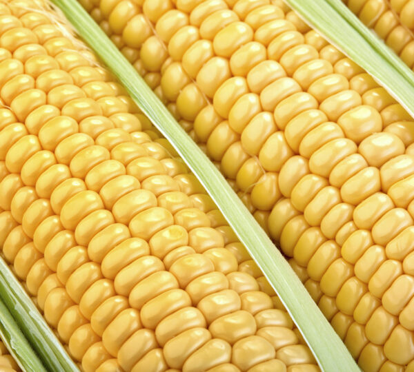 Corn
