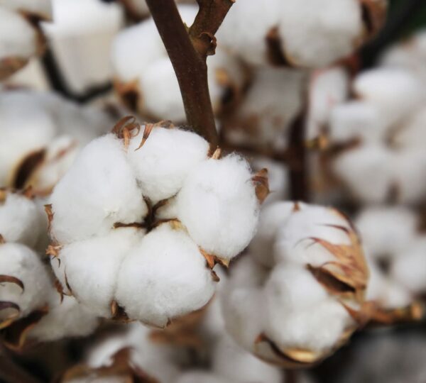 Cotton